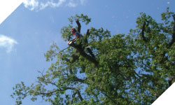 tree surgery, tree cutting wales