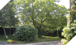 tree surgery, tree cutting wales