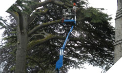 tree surgery, tree cutting wales