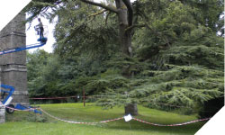 tree surgery, tree cutting wales