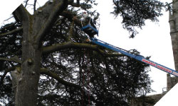 tree surgery, tree cutting wales