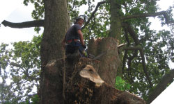 tree surgery, tree cutting wales