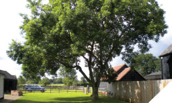 tree surgery, tree cutting wales