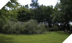 tree surgery, tree cutting wales