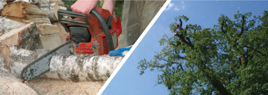 tree surgery, tree surveys, landscaping, woodland management powys wales