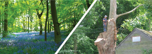tree surgery, tree surveys, landscaping, woodland management powys wales